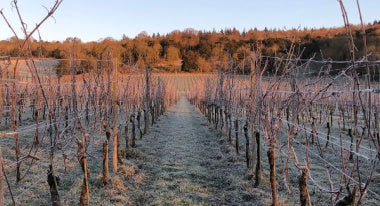 Pruning the Path to a Perfect Vintage